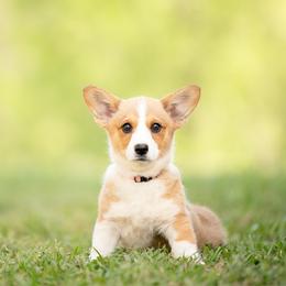 Pink Collar- Winnie - Sable female Pembroke Welsh Corgi puppy in Waverly Hall, Georgia from 6g Ranch Corgis