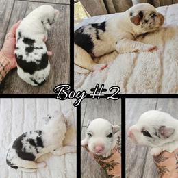 Boy 2 - Blue merle and white male Cardigan Welsh Corgi puppy in Natchitoches. La, Louisiana from Bleu Bayou Corgis