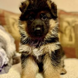 Green collar - Black and red female German Shepherd puppy in Joshua, Texas from Cacao German Shepherds