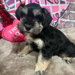 Stella - Black and silver female Miniature Schnauzer puppy in Lufkin, Texas from C&K’s Schnauzer House