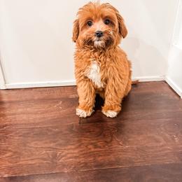 Rudolph - Red  male Goldendoodle puppy in Belton, South Carolina from Poodley Doodley Doo
