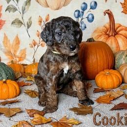 Cookie - Merle female Sheepadoodle puppy in Austin, Texas from Darling Doodles