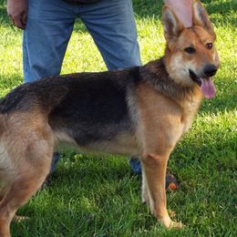 German Shepherds from Von Prinz German Shepherds