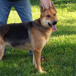 German Shepherds from Von Prinz German Shepherds