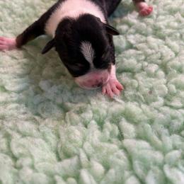 Rat Terrier Puppies from Susan Turner
