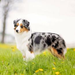 Glitter - Miniature Australian Shepherd