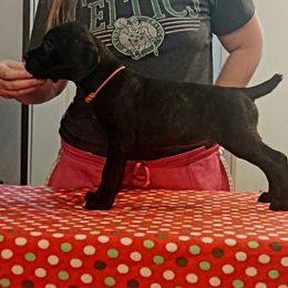 Boy 4 - Cane Corso puppy in Bryan, Texas from Lone Star Cane Corso