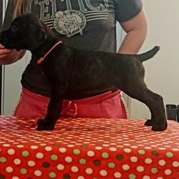 Boy 4 - Cane Corso puppy in Bryan, Texas from Lone Star Cane Corso