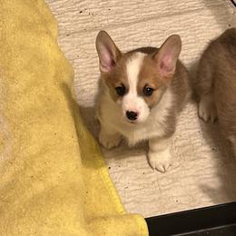 Pembroke Welsh Corgi Puppies from TM Livestock & Corgis