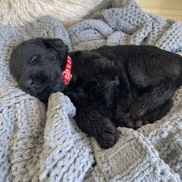 Giant Schnauzer Puppies from Schnauzer Ranch
