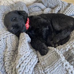 Giant Schnauzer Puppies from Schnauzer Ranch