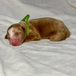Boone - Apricot male Goldendoodle puppy in Pleasant Prairie, Wisconsin from Prairie Doodle Dogs