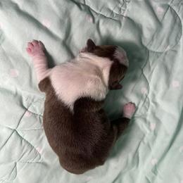 Red Male 2 - Red male Boston Terrier puppy in Westville, Florida from Classic Boston Terriers