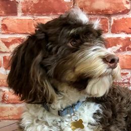 Dewey - Bernedoodle