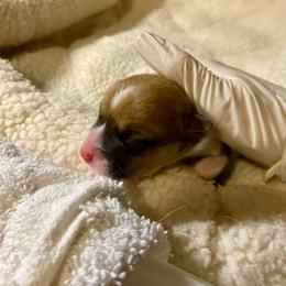 Jason - Fawn male Pembroke Welsh Corgi puppy in Grand Junction, Colorado from Mount Garfield Corgis