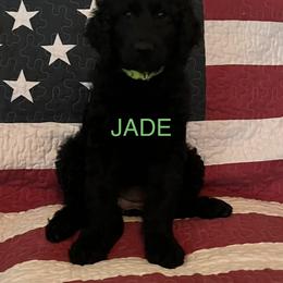 Goldendoodle Puppies from Oodles of Doodles