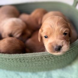 Honey Bee - Buff and white female Cockapoo puppy in Alexandria, Alabama from Bright and Beautiful Cockapoos and Doodles