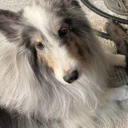 Border Collies from Lin Battaglia