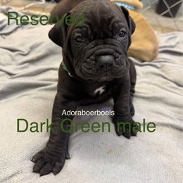 Dark Green collar male - Black male Boerboel puppy in Rockford, Illinois from Adoraboerboels