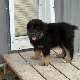 Boy 3 - male Australian Shepherd puppy in Eolia, Missouri from Barefoot Kennel