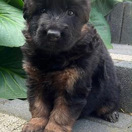 Female 2 - Black and red female German Shepherd puppy in Twin Lake, Michigan from Drago Team ~ Michigan