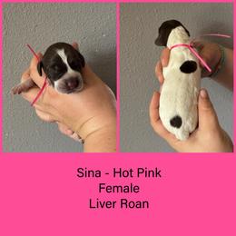 Sina - Liver roan female German Shorthaired Pointer puppy in Marshfield, Missouri from Pebblebrook German Shorthaired Pointers