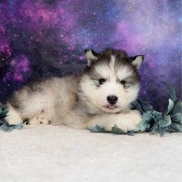 Stomps - Sable and white male Alaskan Malamute puppy in Spokane, Washington from Asgard Wooly Malamutes