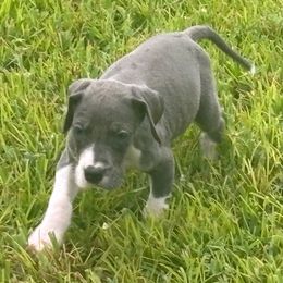 Annabeth - Blue female Great Dane puppy in Florida from Beachside Kennels