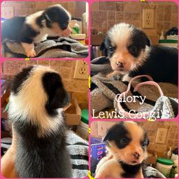 Glory - Black and tan female Pembroke Welsh Corgi puppy in Purcell, Oklahoma from Lewis Aussie’s & Corgi’s