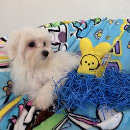 Goku - White male Maltese puppy in Dallas, Texas from Dallas Darling Maltese