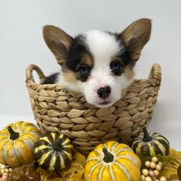 Biscuit - Black and tan female Pembroke Welsh Corgi puppy in Waco, Texas from The Comma Corgis