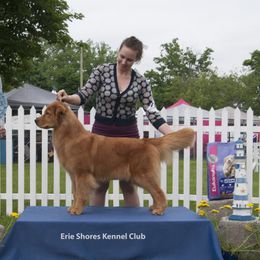 Sweet Pea - Golden Retriever