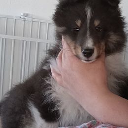 Shetland Sheepdog Puppies from KaMera Shelties