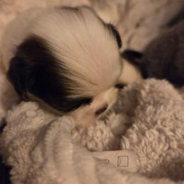 Julian - White and black male Japanese Chin puppy in Mint Hill, North Carolina from Chincredible Puppies