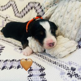 Comet - Tri-color male Bernedoodle puppy in San Juan Capistrano, California from Country Hills Doodles