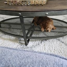 Goldendoodle Puppies from Pacific Goldendoodle, LLC