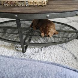 Goldendoodle Puppies from Pacific Goldendoodle, LLC