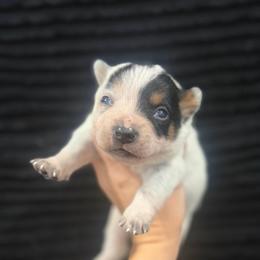 Wheeljack - Blue mottled male Australian Cattle Dog puppy in Rosharon, Texas from 4Surge Cattle Dogs