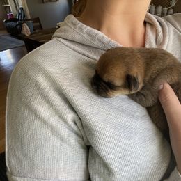 Pug Puppies from Milan Pugs