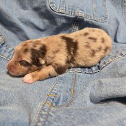Jegging - Red merle female Australian Shepherd puppy in Bumpass, Virginia from Glitterati Australian Shepherds