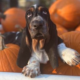 Basset Hounds from Bassets of Hood Canal & Steamboat Island