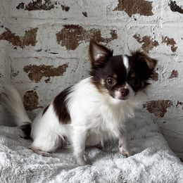 Killian - Chihuahua