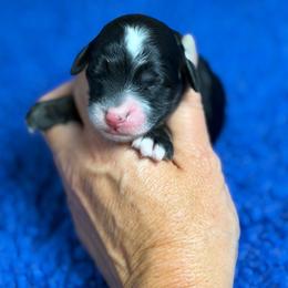 Poppy - Tri-color female Bernedoodle puppy in Burbank, Ohio from Berns & Doodles