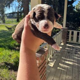 Celestia - Brown and white female Aussiedoodle puppy in Columbia Falls, Montana from Firefly Aussies & Aussiedoodles
