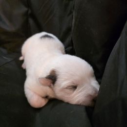 Boy 1 - Red speckled male Australian Cattle Dog puppy in Athens, Georgia from Tailwynd Kennels