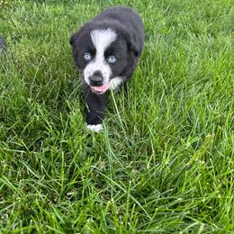 Dino - Black & white male Australian Shepherd puppy in Laotto, Indiana from Circle B working Aussies