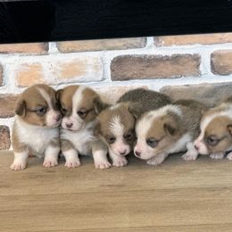 Diamond - White and red female Pembroke Welsh Corgi puppy in Wildersville, Tennessee from Robbie's Hobby Corgi's
