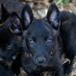 Dutch Shepherd Puppies from Faberge Hollandse Herdershond