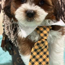 Goldendoodle and Shihpoo Puppies from Jenny La Bone