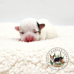 Roulette - Gray and white female American Corgi puppy in Cameron, North Carolina from Butts Family Corgis